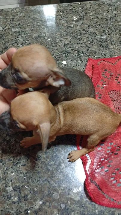 Duas pinscher (800$ cada)