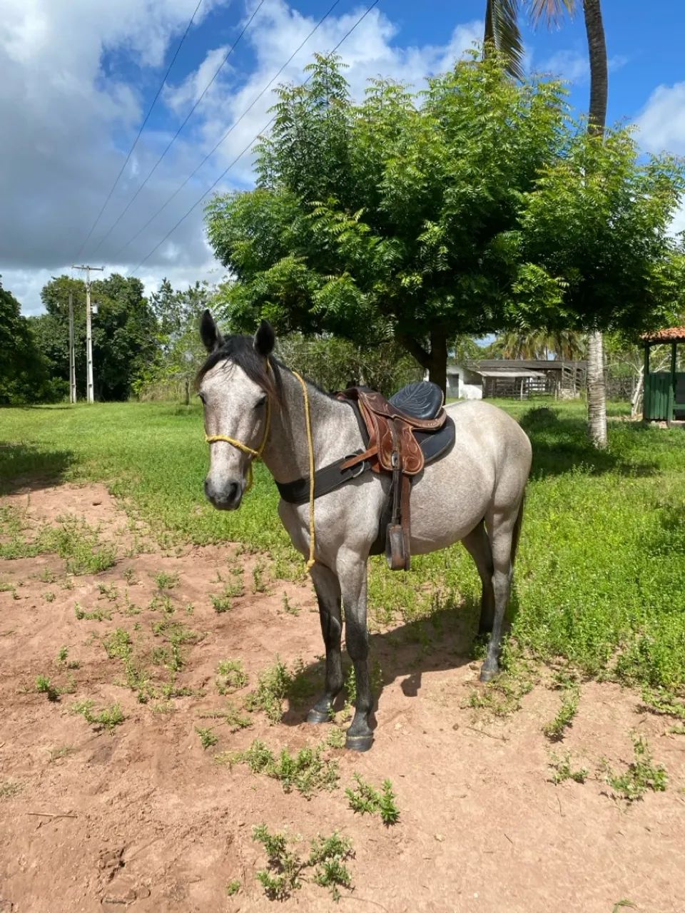 Potro 2 anos e meio  - Foto 2