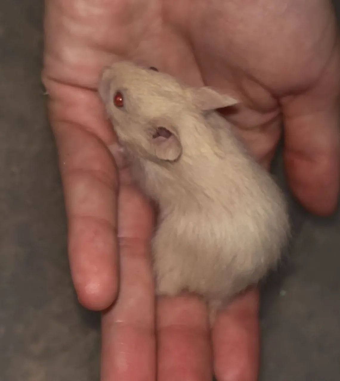 Hamster 64313864251521121