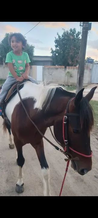 Vende-se cavalo - Foto 3