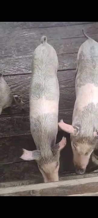 Leitões vivos ou abatidos. - Foto 3