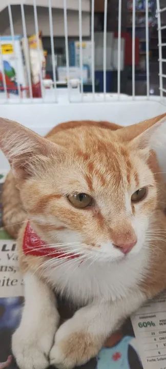 Gato Negativo para FIV e FELV, vacinado e castrados para adoção responsável. - Foto 3