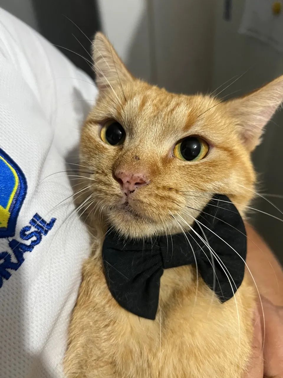 Gato Laranja Para Adoção - Foto 2