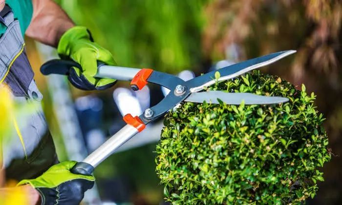 Serviço profissionais de jardinagem e limpeza  - Foto 2