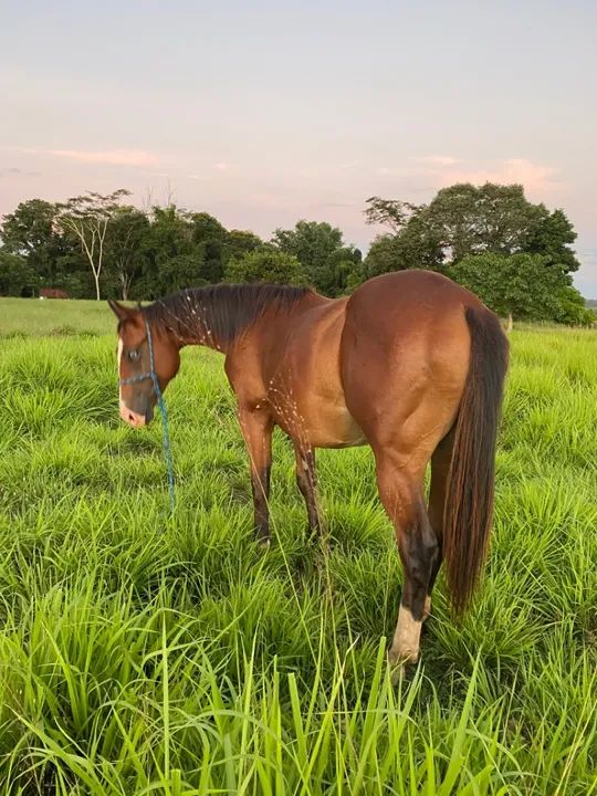Potro Quarto de milha PO 