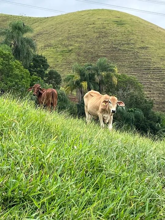Casal de Bezerros para venda
