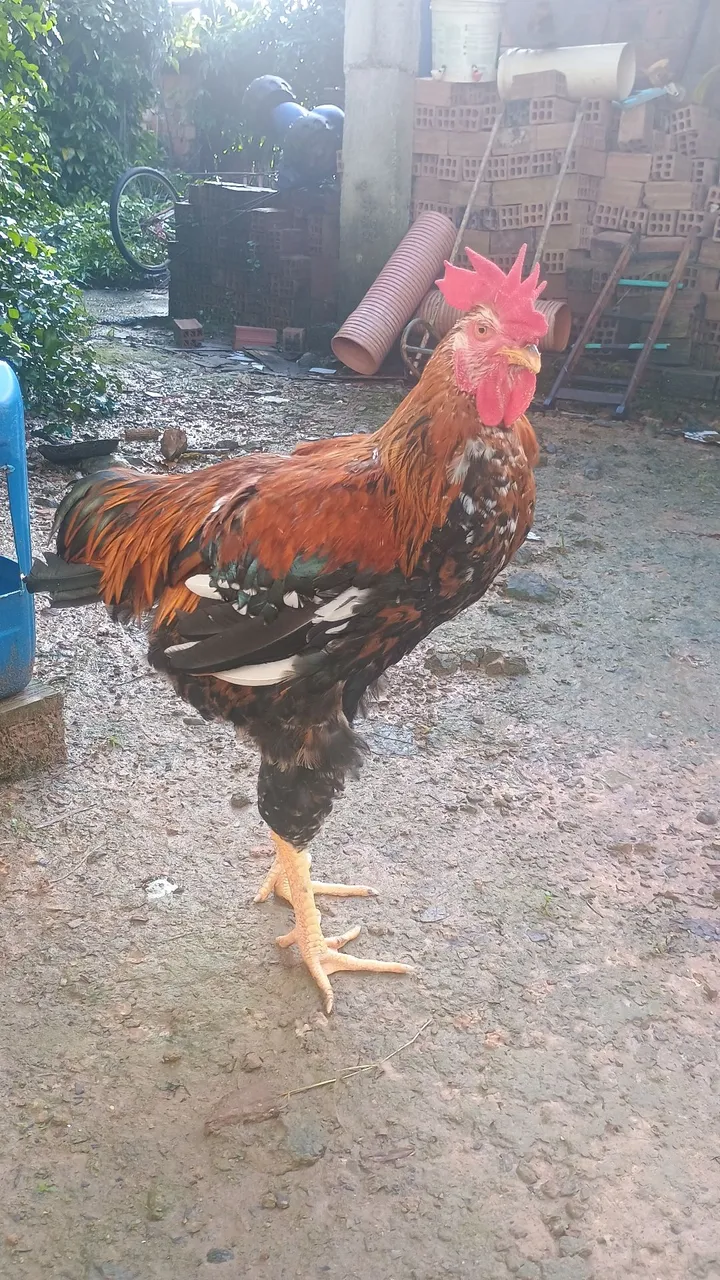 Galo GSB disponível Forte e Bonito