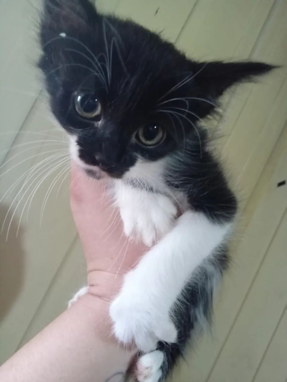 Gatinhas para adoção - Foto 2