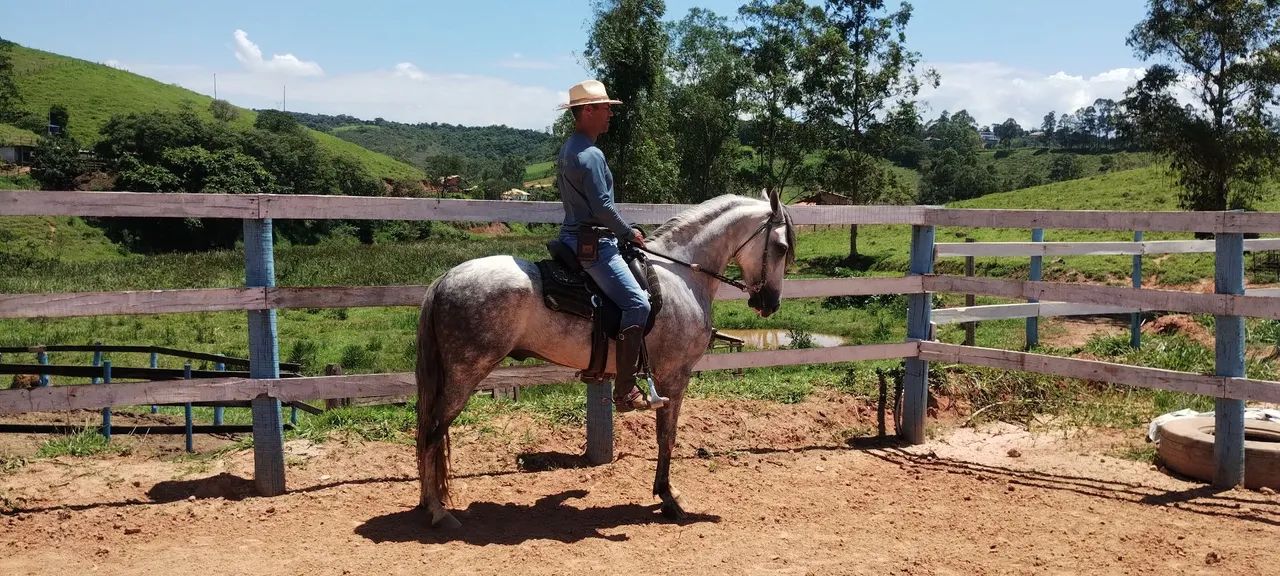Garanhão Tordilho registrado. - Foto 4