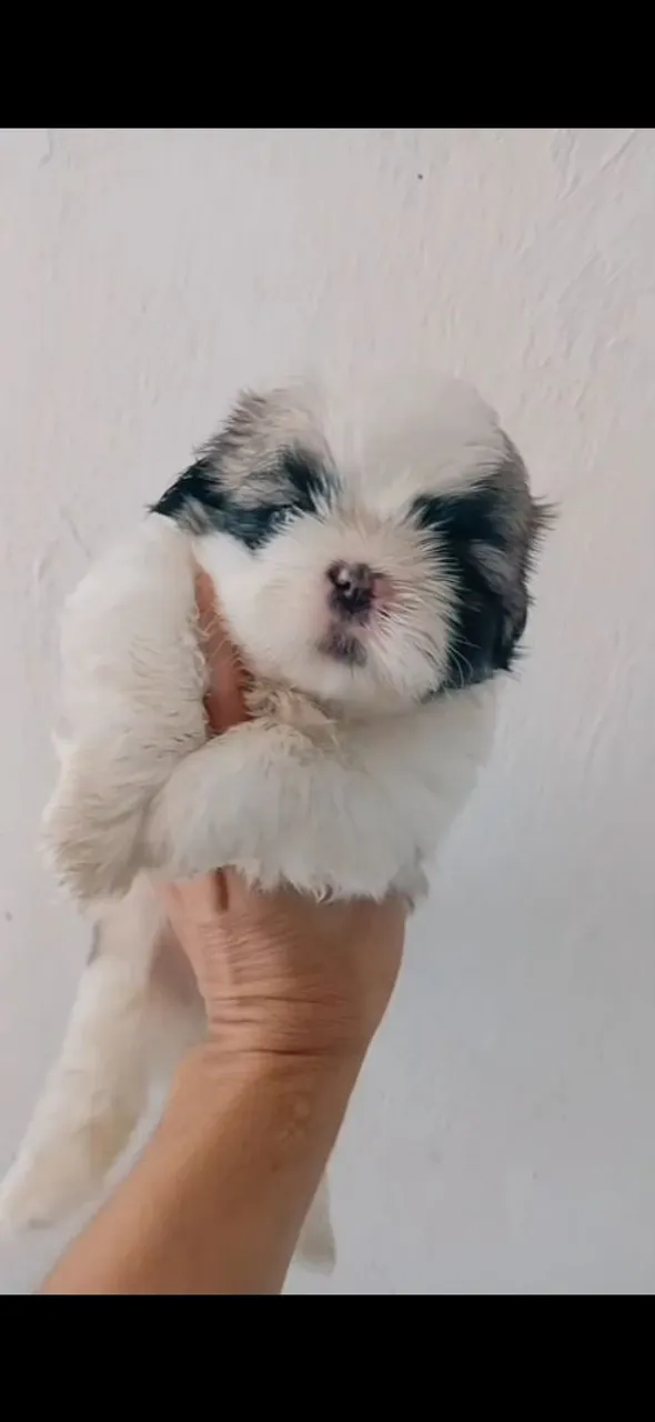 Filhote Shih Tzu machinho disponível