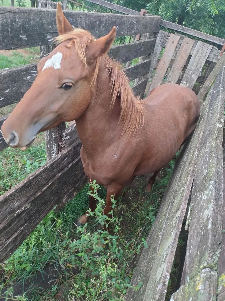 Potro QM PO - Foto 2