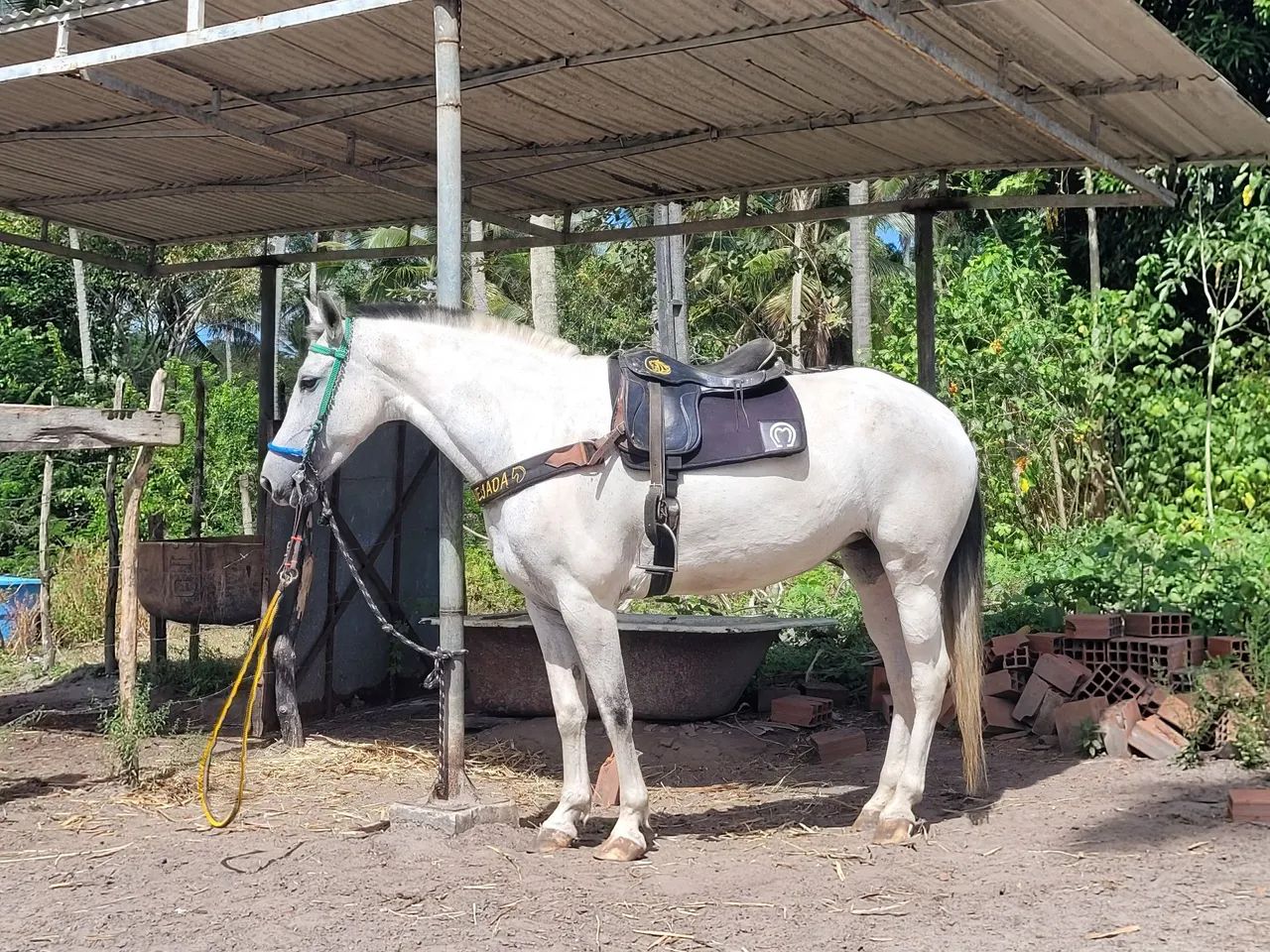 Égua Mestiça de Mangalarga - Foto 6