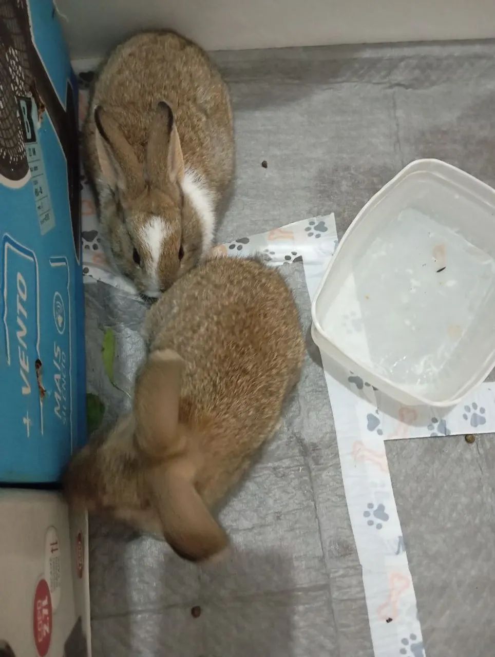 Coelhinho branco fofinho  - Foto 5