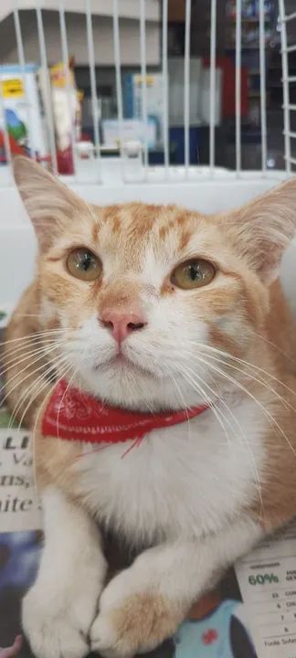 Gato Negativo para FIV e FELV, vacinado e castrados para adoção responsável.