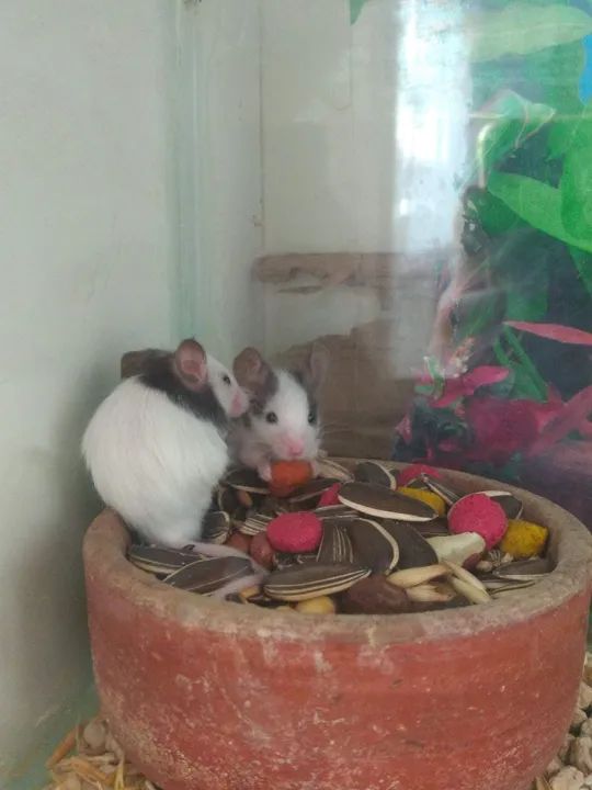 Topolinos femias disponível 