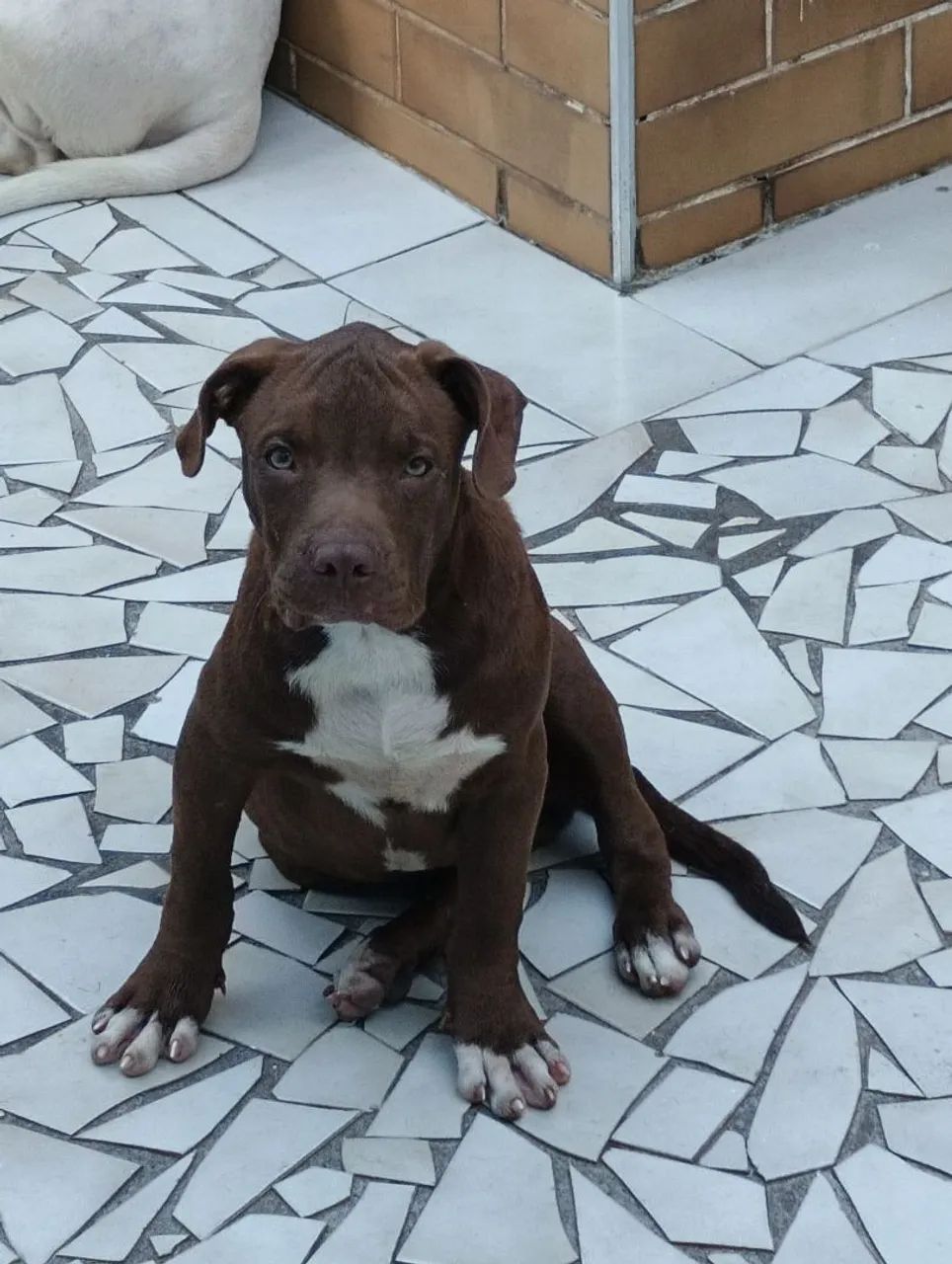 Red Nose Pitbull Terrier Carver Pitbull Puppies For Sale Eli