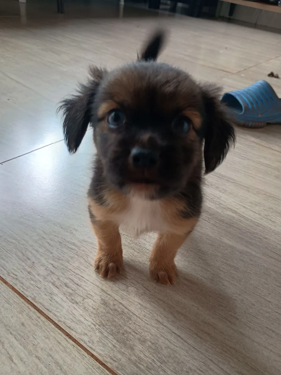 Adoção Filhote de cachorro