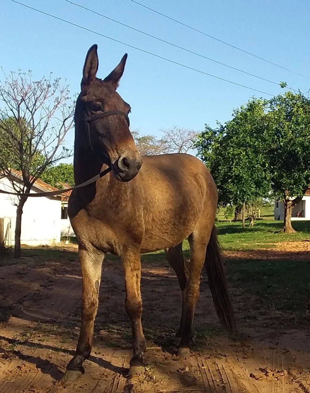 Burro Marchador 