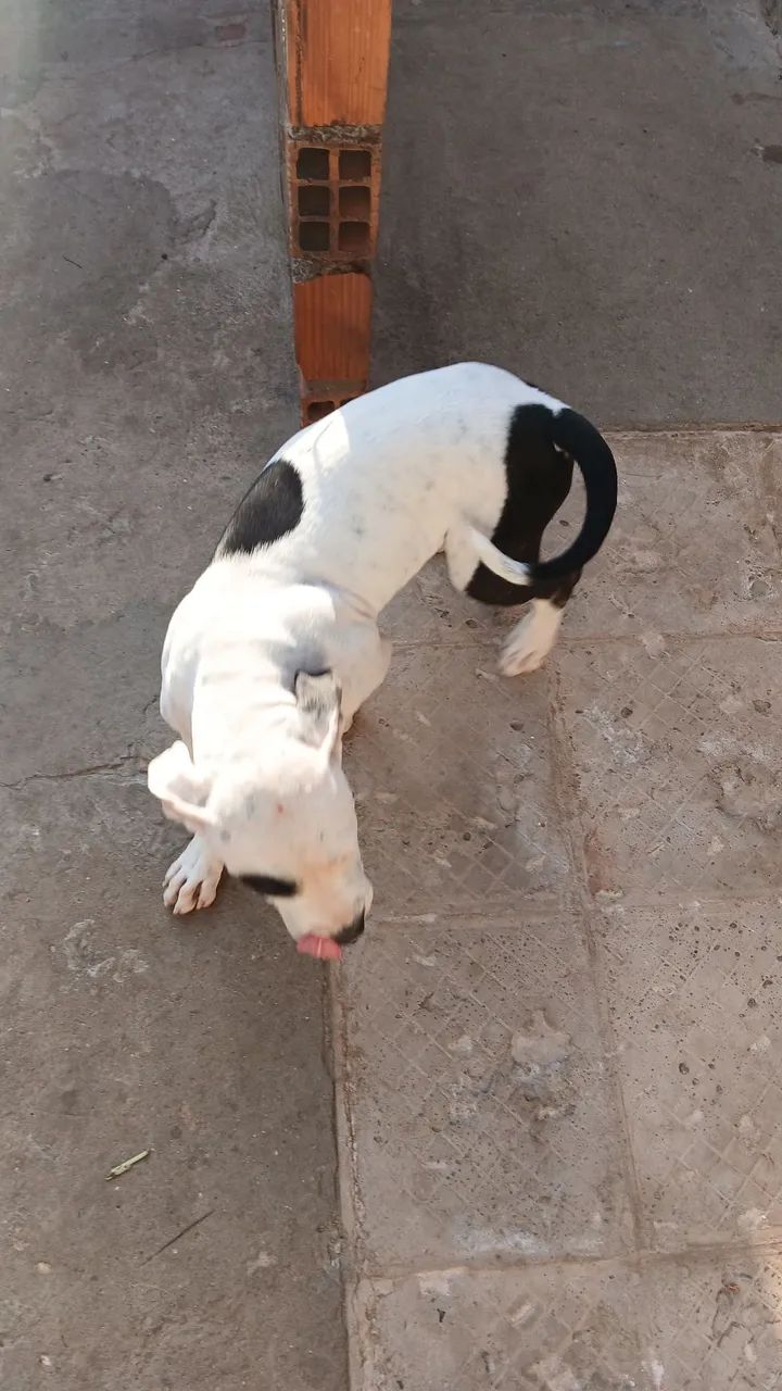 Vendas pit bull mansos, com carteira de vacinação em dias ,são 3 1macho 2femea ,2 brancos 