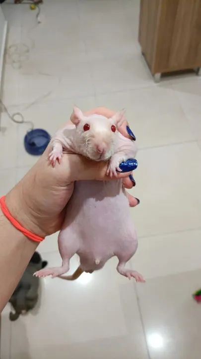 Rato Twister Hairless - Foto 2