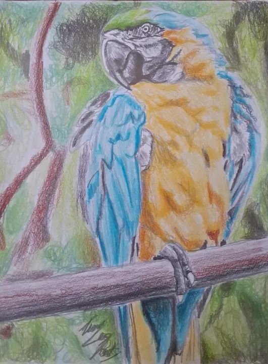 Ilustração de arara na floresta