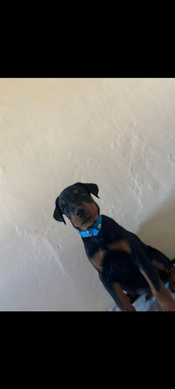 Filhote de rottweiler 
