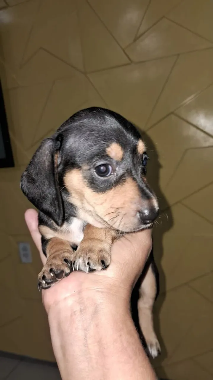 Cofap (Dachshund)