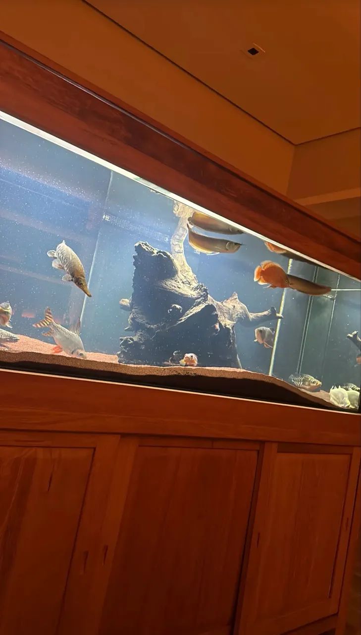 Aquário Jumbo 1.100 Litros Franco Aquarismo  - Foto 3