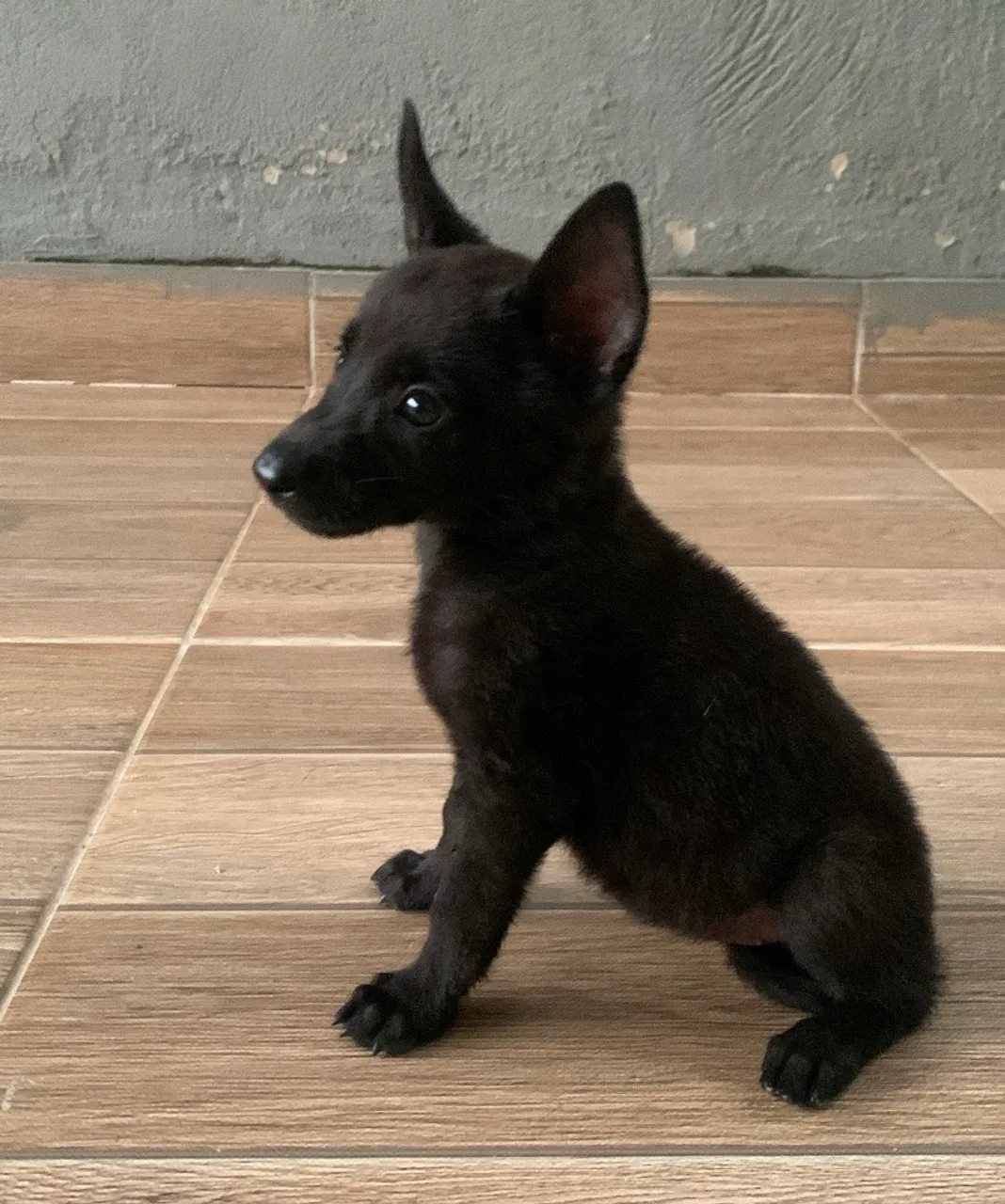 Pastor Belga Malinoá Black