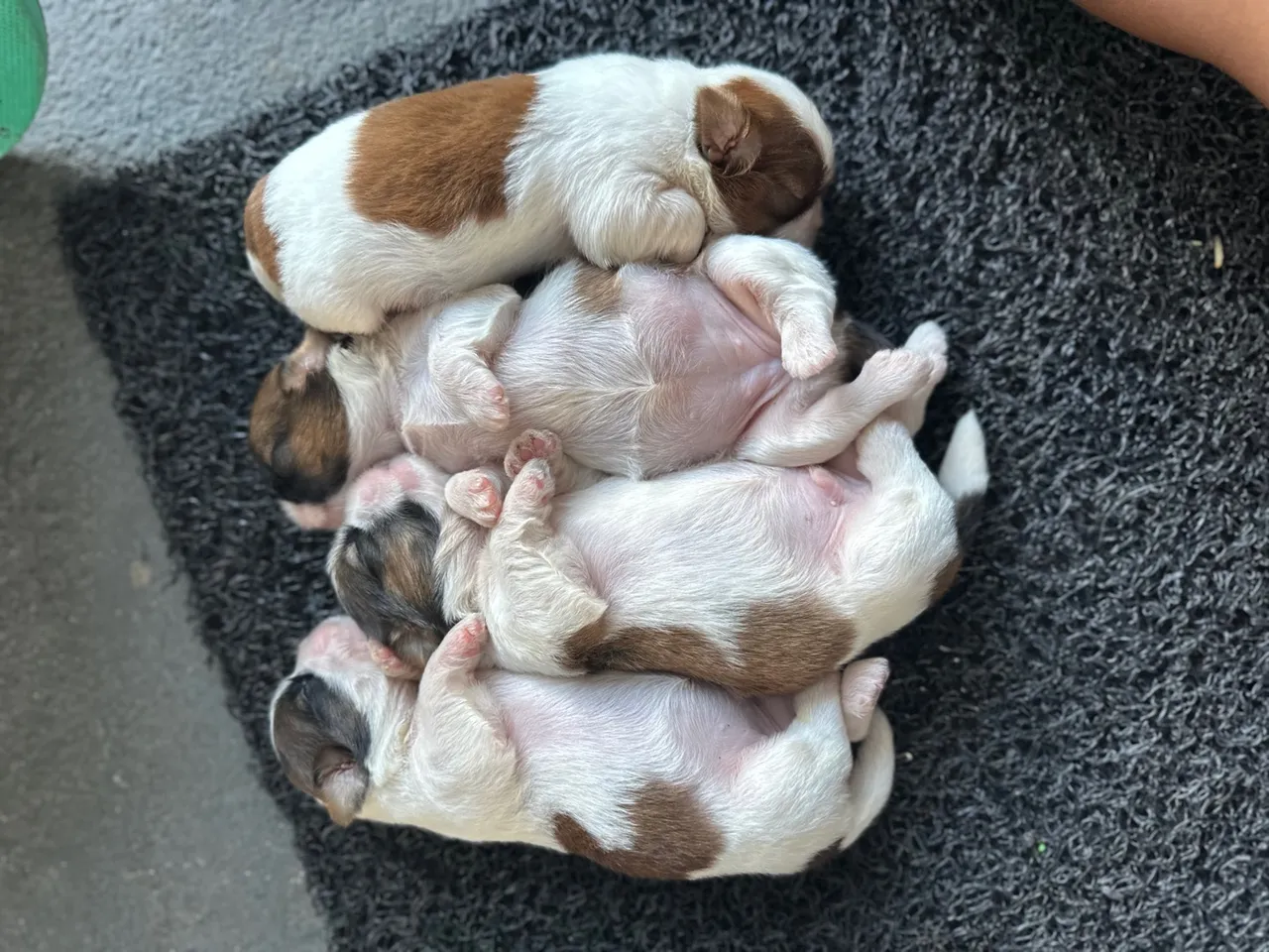 Filhotes de Shih Tzu disponíveis!