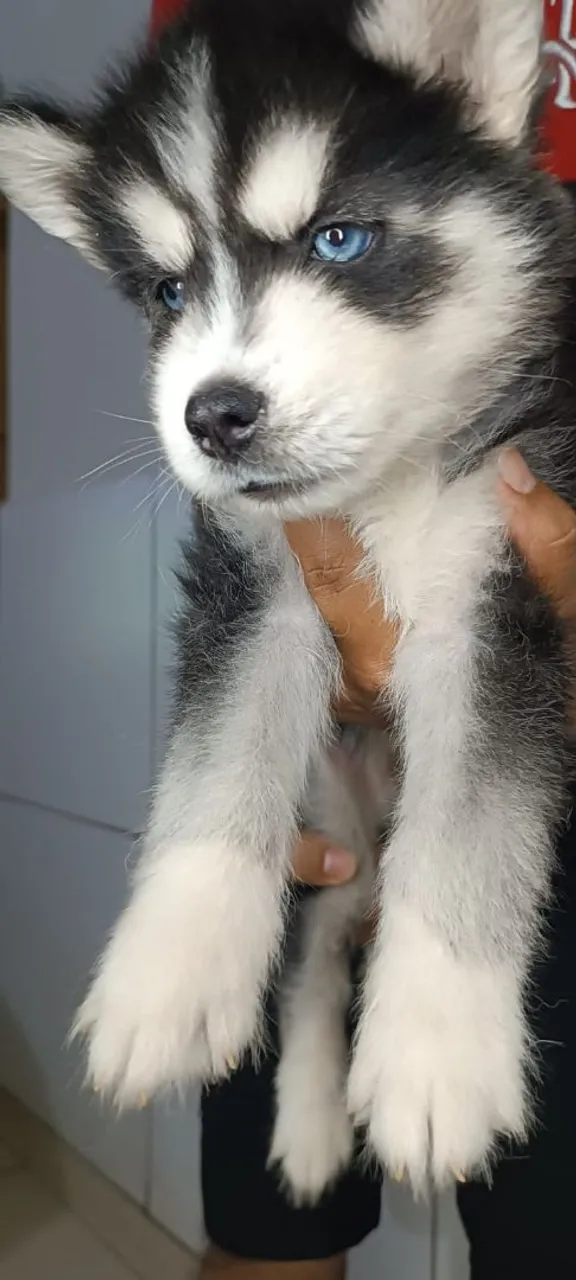 Filhote de Husky Siberiano - Olhos Azuis