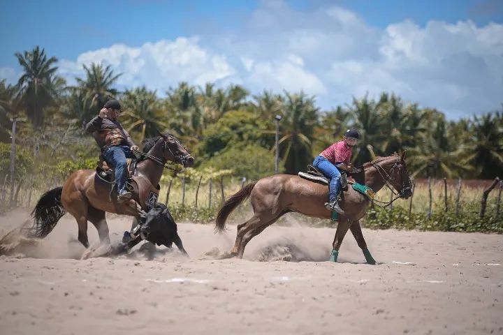 Cavalo para iniciante de direita - Foto 3