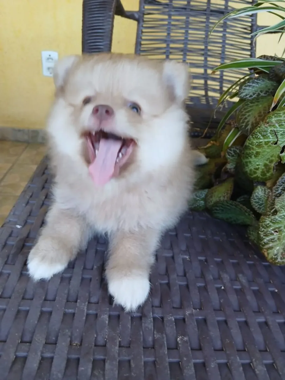 Filhote de Spitz Alemão