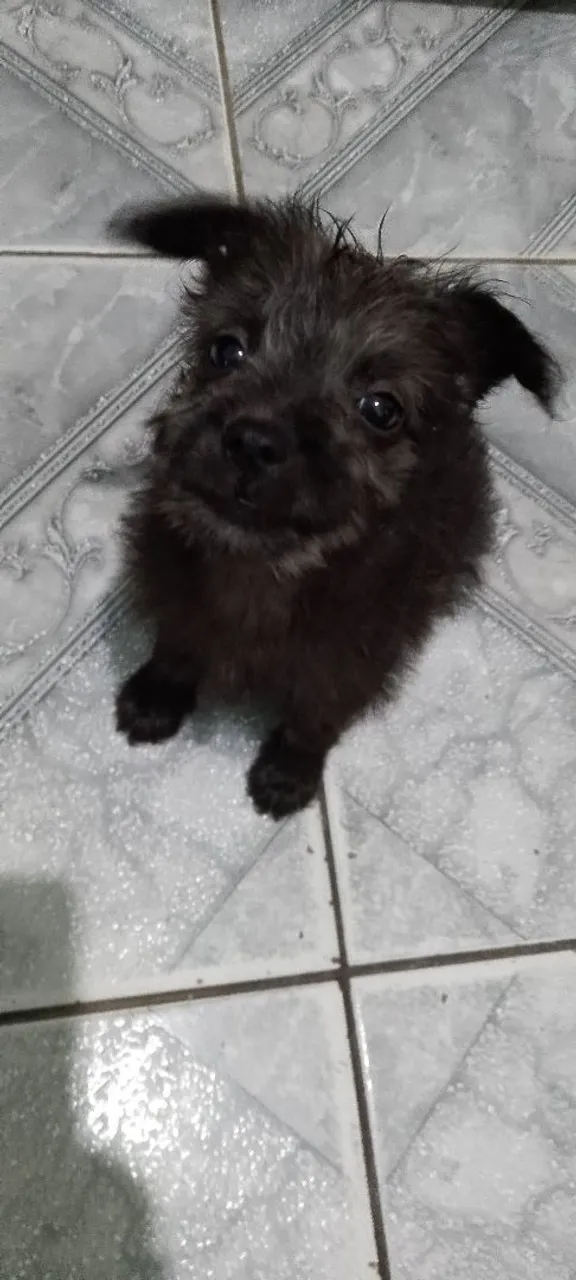 Filhote de cachorro fofo para adoção