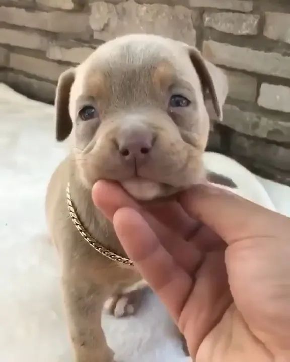 Filhote de Pitbull - tri blue 