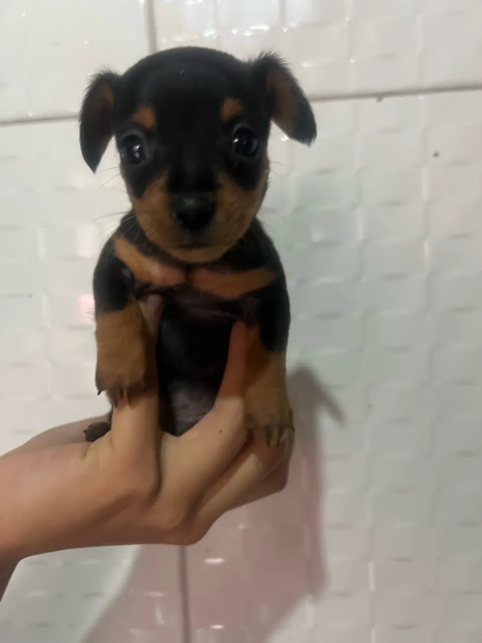 Filhote de Pinscher n 1 macho