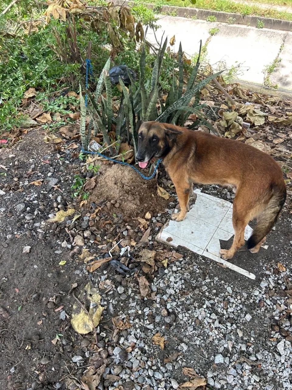 Pastor belga de malinois - Foto 2