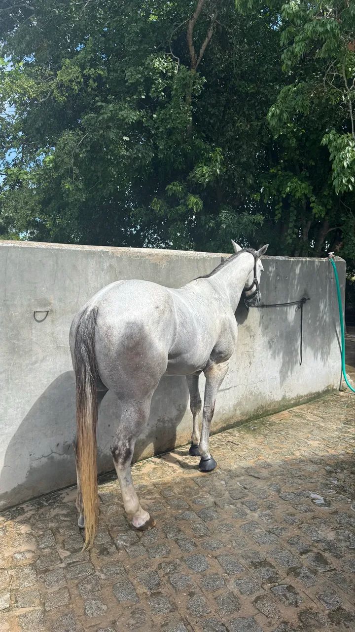 Cavalo de Direita - Foto 4
