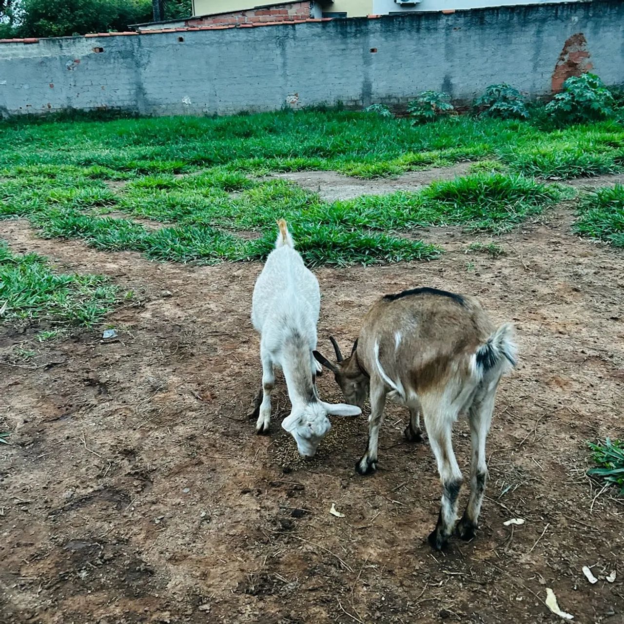 Cabra e cabrito