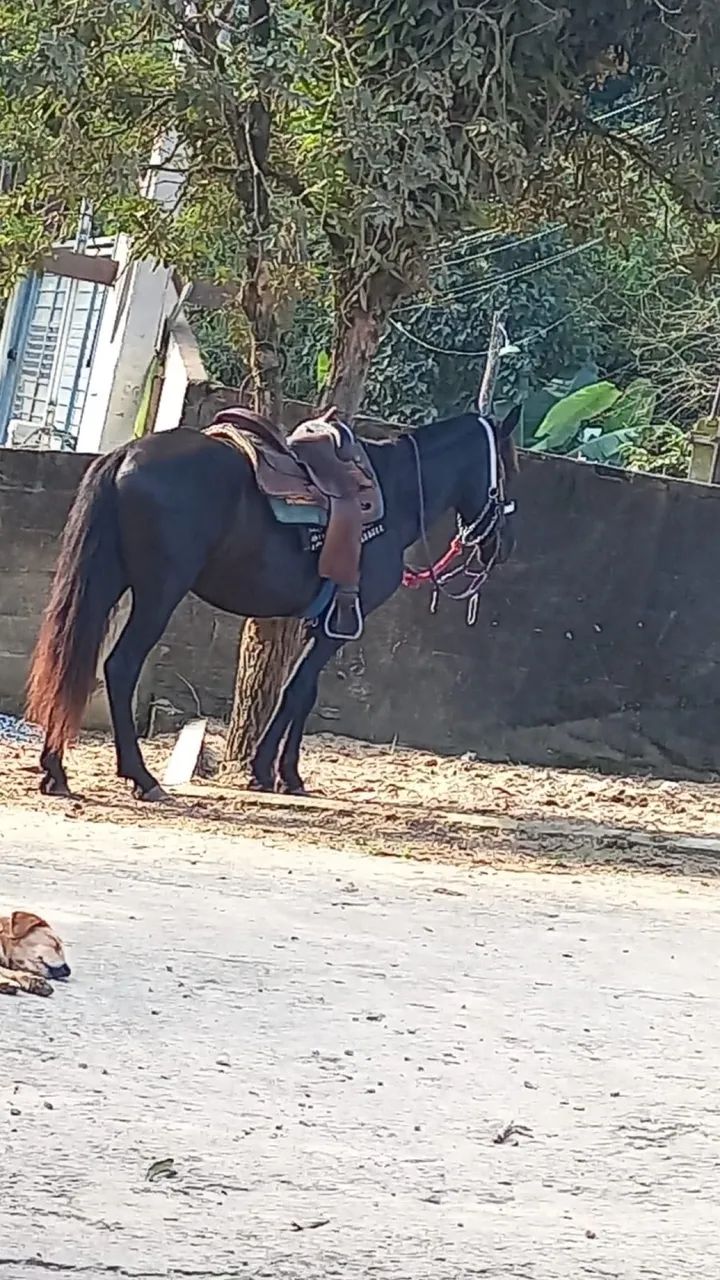 Vendo cavalo de CHARRETE e sela  - Foto 5