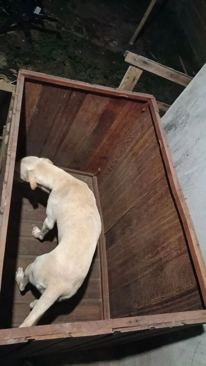Casinha de madeira para pets - Foto 4