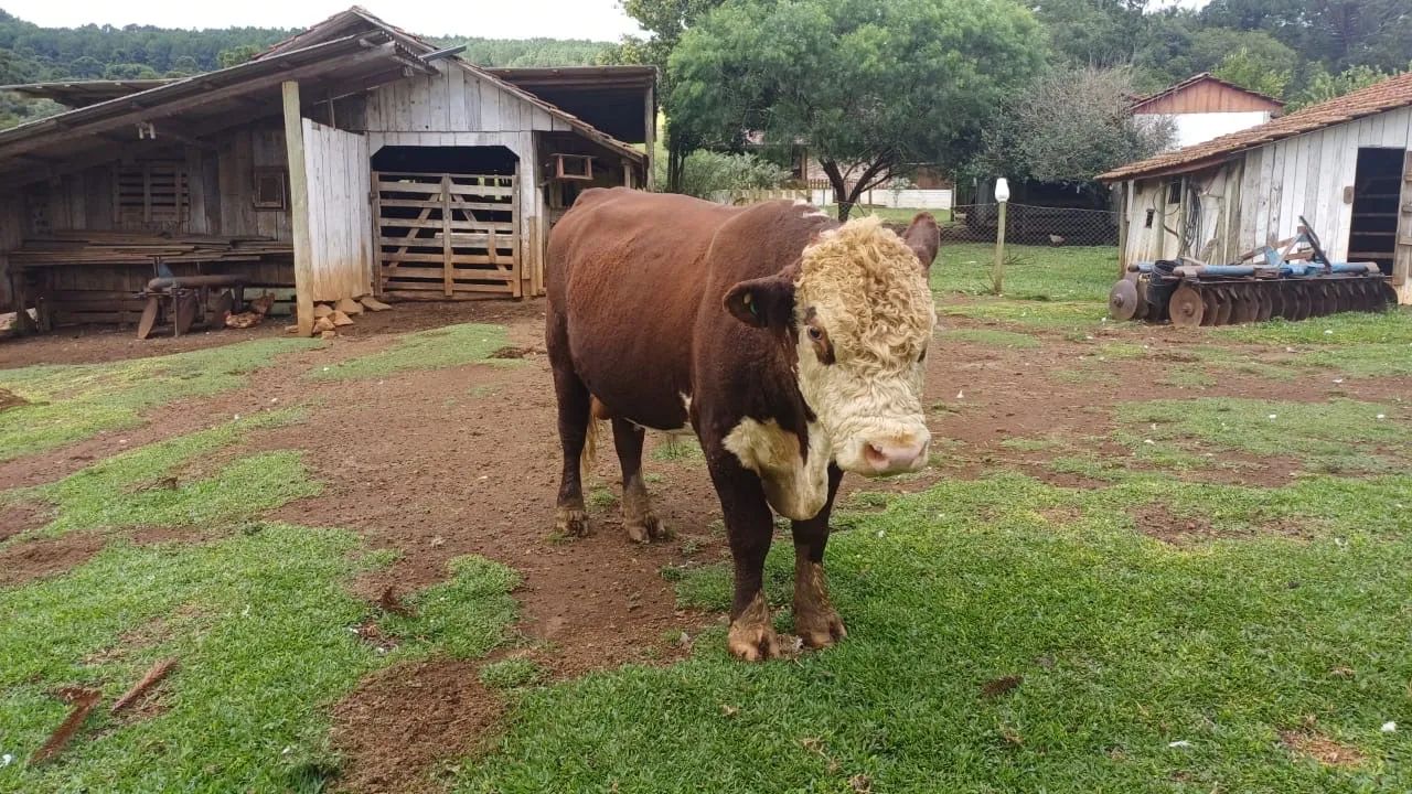 Vendo 4 Vacas e 1 Touro 
