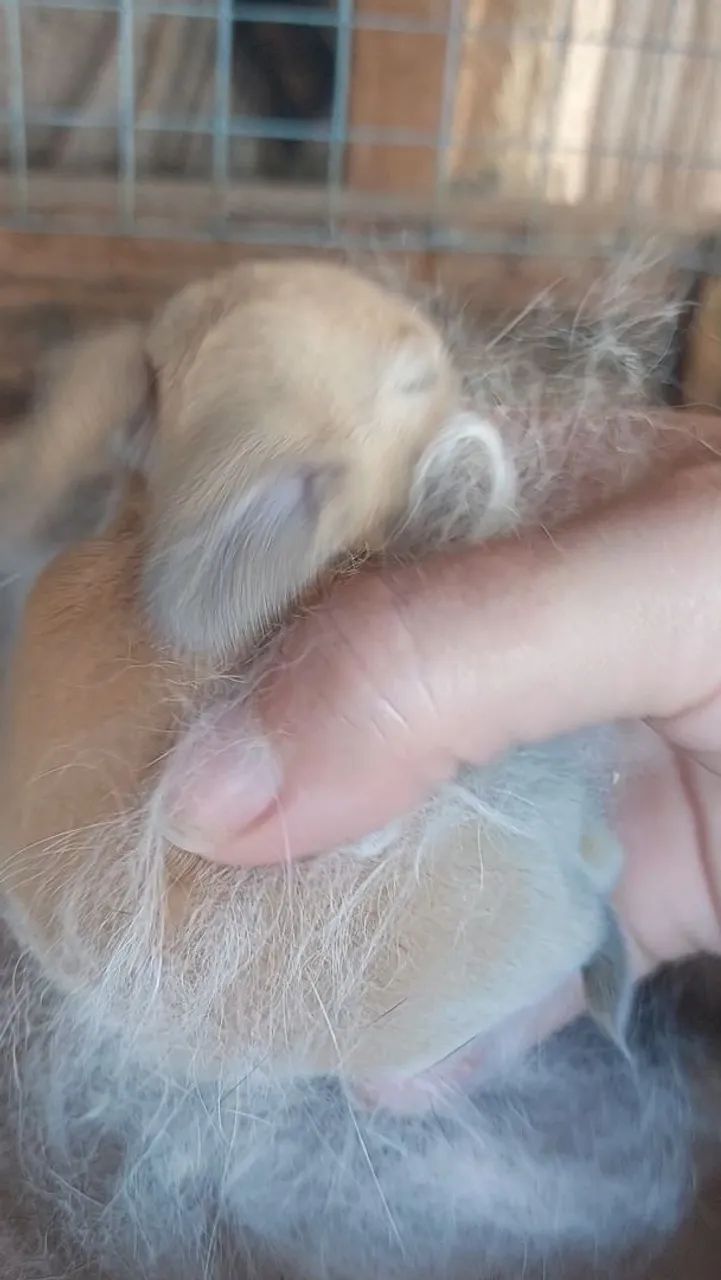 Filhotes de Mini Coelho Lop Disponíveis para reserva PantufaXNhoque - Foto 4