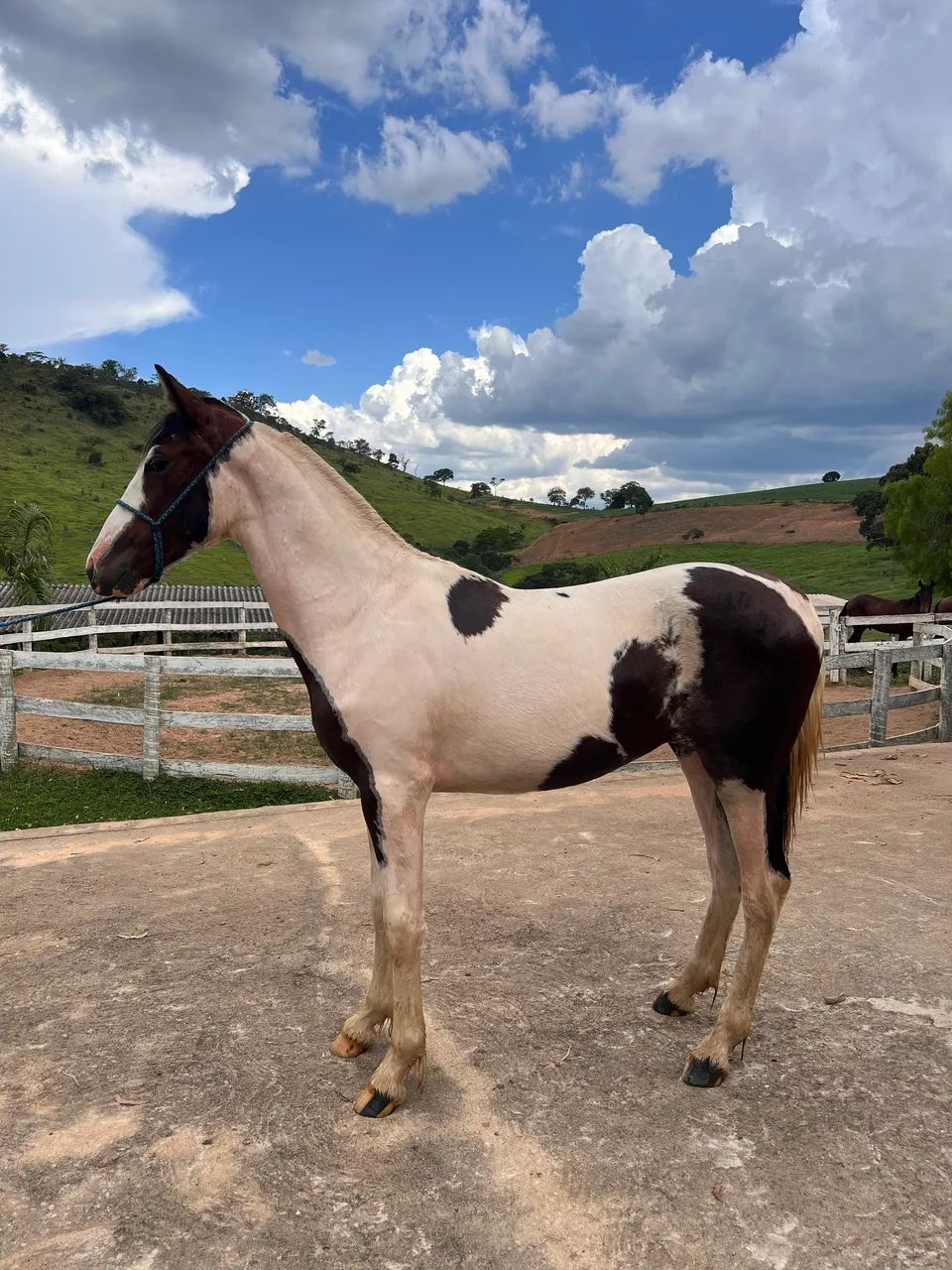 Potro Pampa Registrado - Foto 3