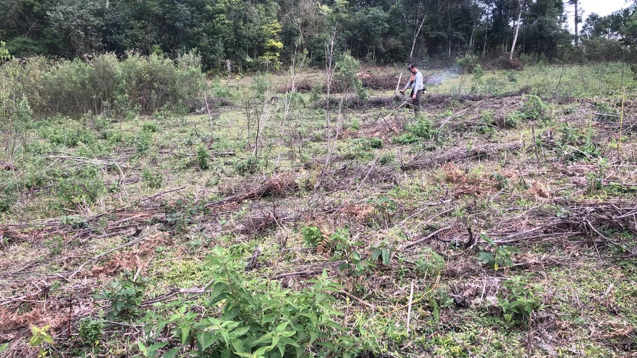 Terreno Rural Em Alfredo Vagner  - Foto 5