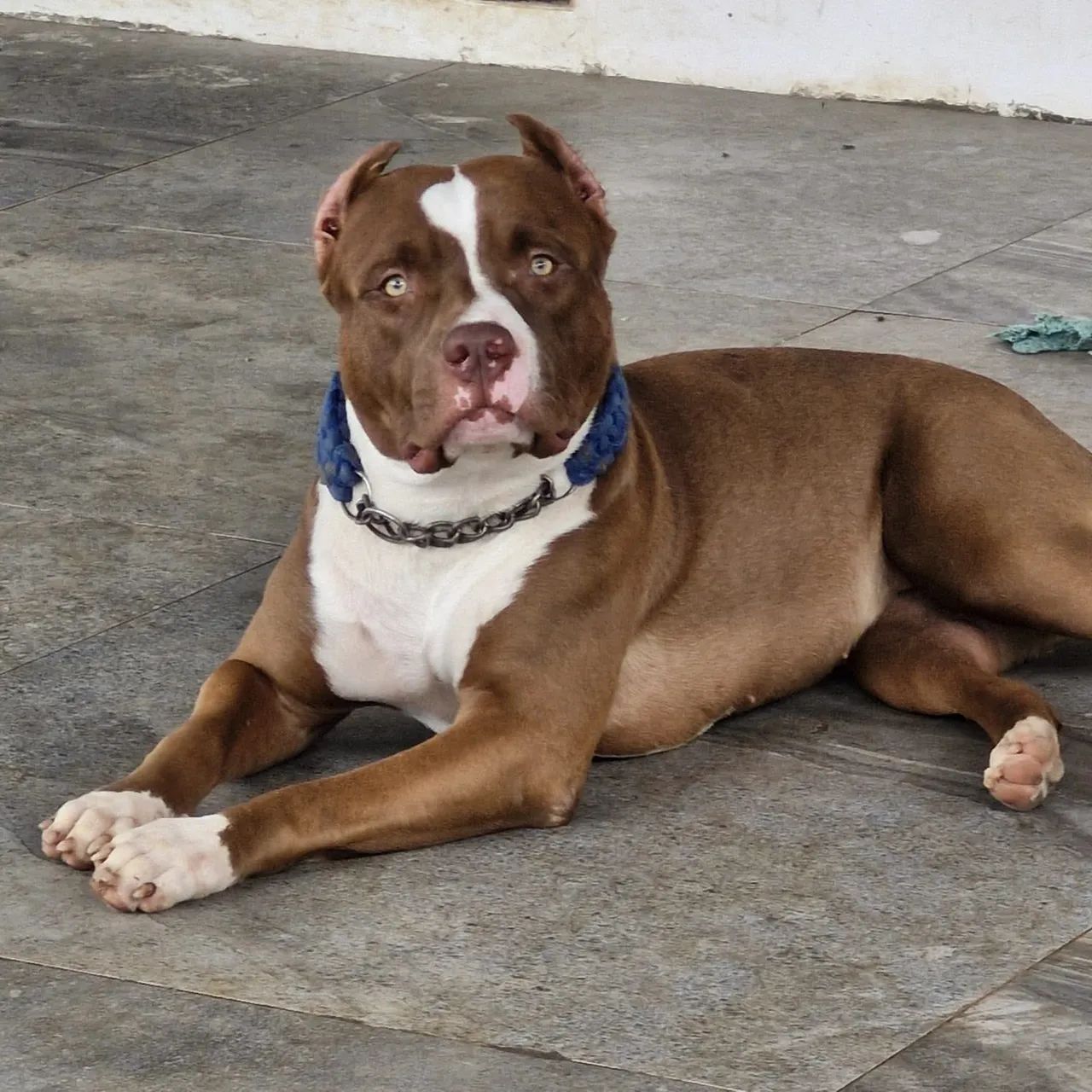 Filhotes disponíveis De Pitbul Monster  - Foto 5