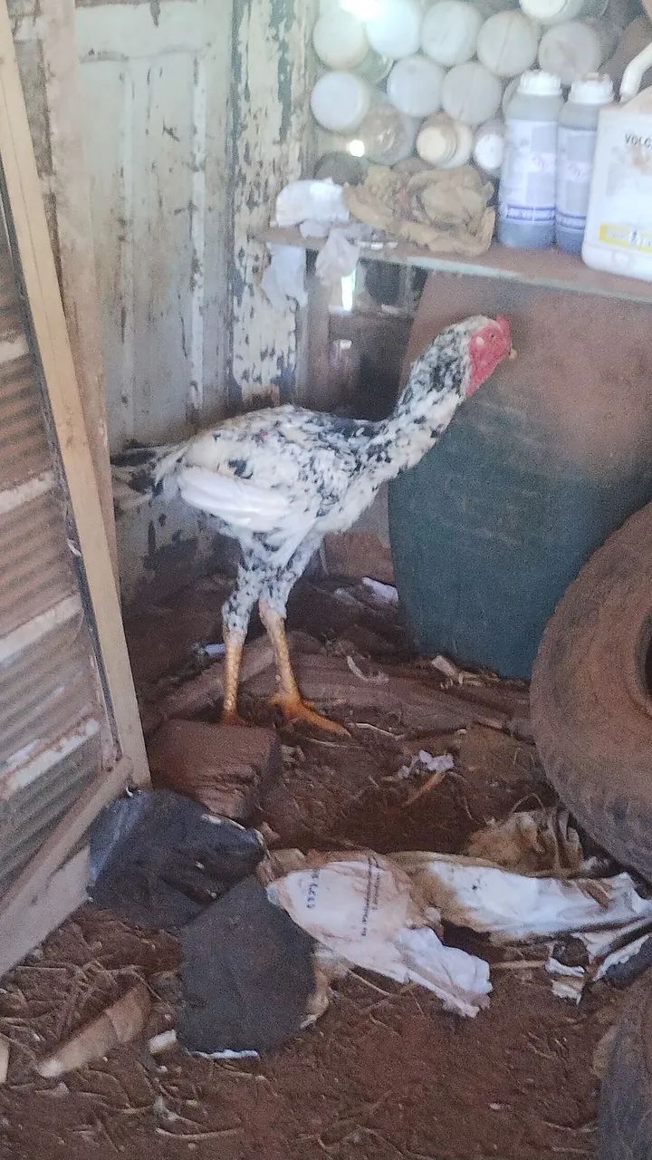 Vendo frango gigante mil flores começando a servir 