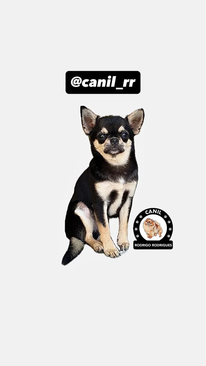 Chihuahua macho  - Foto 3
