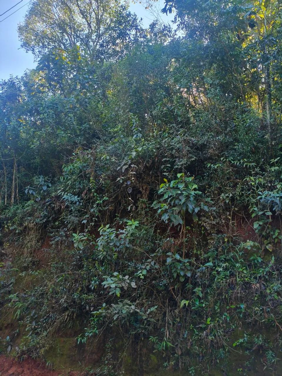 Terreno para sítio  - Foto 5