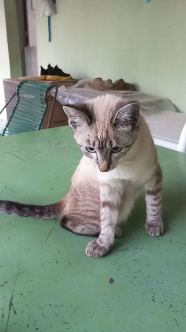 Adoção de gato - Foto 4